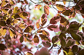 Feuillage de Hêtre commun (Fagus sylvatica) 'Tricolor' au printemps