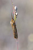 Ecaille striée (Spiris striata)