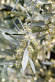 Olive (Olea europaea) leaves and flowers, Gard, France