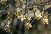 Olive (Olea europaea) inflorescences, Gard, France