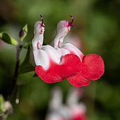 Baby sage (Salvia microphylla) 'Hot Lips'