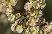 Oedemera (Oedemera flavipes) beetle on Dock (Rumex sp.) fruits, Gard, France