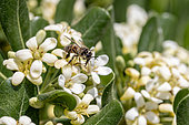 Honey bee (Apis mellifera) foraging on Japanese pittosporum (Pittosporum tobira), Gard, France