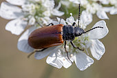 Comb-clawed beetle (Omophlus lepturoides) on White laceflower (Orlaya grandiflora), Gard, France