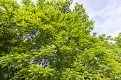 Arizona Black Walnut (Juglans microcarpa) 'Major' in spring