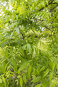Black walnut (Juglans nigra) foliage in spring