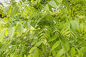 Black walnut (Juglans nigra) foliage in spring