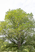 Dutch elm (Ulmus hollandica) 'Doodens' in spring