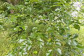 Dutch elm (Ulmus hollandica) 'Doodens' foliage in spring