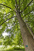 Chinese Wingnut (Pterocarya stenoptera) in spring