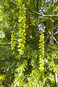 Japanese Wingnut (Pterocarya rhoifolia) flowers in spring