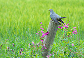 cuckoo (Cuculus Canorus) perched on a post amongst flowers, England