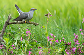 Cuckoo (Cuculus canorus) perched on a branch amongst flowers, England