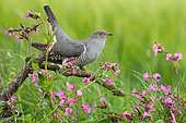 Cuckoo (Cuculus canorus) perched on a branch amongst flowers, England