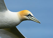 Gannet (Morus bassanus) in flight, England