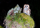 tawny owl (Strix aluco) perched on moss, England