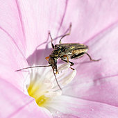 Oedemera (Oedemera flavipes) beetle feeding on Cantabrican morning glory (Convolvulus cantabrica) pollen, Gard, France