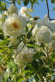 White Roses of Climbing Rose 'Iceberg