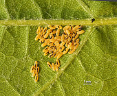 Laying of Altica ampelophaga ( Guerin-Meneville,1858 ) on the back of a vine leaf. Some chorions are empty. 21.05.2022 -
