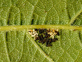 Larvae of Altica ampelophaga on the reverse side of a vine leaf. and some chorions from which they emerged a few days before. These young larvae have not yet grazed the cuticle. 20 May 2022 -