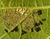 Larves d'Altica ampelophaga au revers d'une feuille de vigne. Les chorions d'où elles sont sorties qualques jours auparavant. Ces larves ne broutent que la cuticule inférieure des feuilles. le 20 mai 2022 -