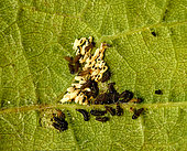Larves d'Altica ampelophaga au revers d'une feuille de vigne. Les chorions d'où elles sont sorties qualques jours auparavant. Ces larves ne broutent que la cuticule inférieure des feuilles. le 20 mai 2022 -