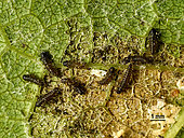 Larvae of Altica ampelophaga on the underside of a grapevine leaf. They only graze on the lower cuticle of the leaves. 20 May 2022