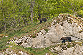 European brown bear (Ursus arctos arctos) two subadults on a cliff, Cantabrian Mountains, Asturias, Spain