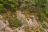 European brown bear (Ursus arctos arctos) two cubs on a rock, Cantabrian Mountains, Asturias, Spain