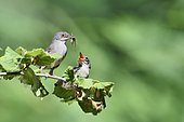 Sardinian Warbler (Sylvia melanocephala) feeding chicks, France