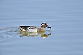 Garganey (Spatula querquedula) adult male swimming in the water, Spain