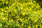 Shrubby Jasmine (Jasminum fruticans) in bloom