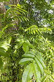 Japanese Wingnut (Pterocarya rhoifolia) leaves
