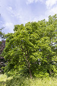 Broad Nut (Platycarya strobilacea) in spring
