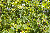 Cappadocian maple (Acer cappadocicum) leaves and samaras in spring
