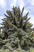 Colorado spruce (Picea pungens) 'Koster' in spring