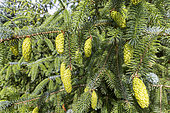 Norway spruce Picea abies 'Acrocona', cones in spring