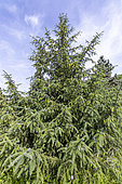Norway spruce Picea abies 'Acrocona' in spring