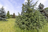 Norway spruce Picea abies 'Acrocona' in spring