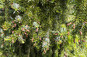 Serbian Spruce (Picea omorika) in spring