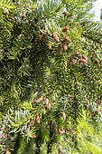 Serbian Spruce (Picea omorika) in spring