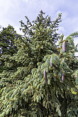 Englemann Spruce (Picea engelmannii) 'Glauca' in spring