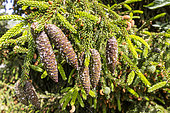 Caucasian Spruce (Picea orientalis) cones in spring