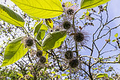 Paper Mulberry (Broussonetia papyrifera) leaves and fruits in spring