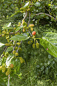 Black Mulberry (Morus nigra), leaves and fruits in spring