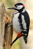 Spotted woodpecker (Dendrocopos major) male opening a nut, France