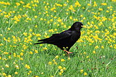 Alpine Chough (Pyrrhocorax graculus) walking in the grass, France
