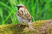 House sparrow (Passer domesticus) male, France