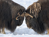 Muskox or Muskoxen (Ovibos moschatus) bulls fighting in deep snow during winter. Bardu, Polar Park, Norway, Scandinavia, Europe