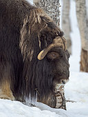 Muskox or Muskoxen (Ovibos moschatus) in deep snow during winter. Bardu, Polar Park, Norway, Scandinavia, Europe